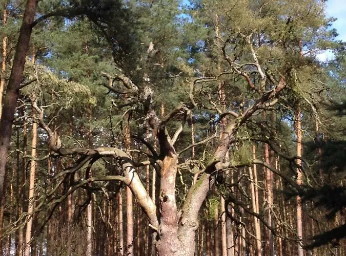 Lägenhet Haus Hanni *